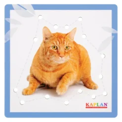 Kaplan Animal Lacing Boards