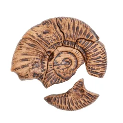 Magnetic Fossil 3D Puzzle Ammonite 6 Pieces