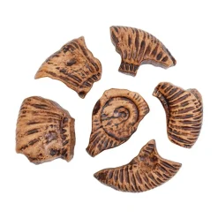 Magnetic Fossil 3D Puzzle Ammonite 6 Pieces
