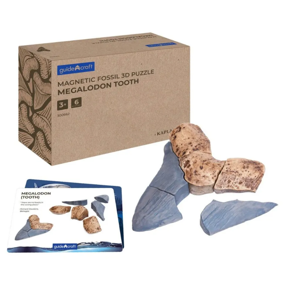 Magnetic Fossil 3D Puzzle Megalodon Tooth 6 Pieces