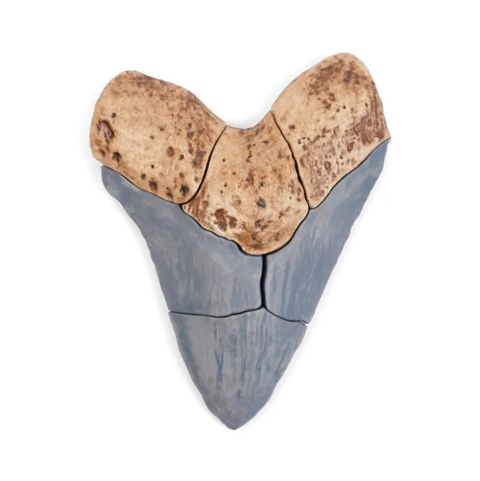 Magnetic Fossil 3D Puzzle Megalodon Tooth 6 Pieces