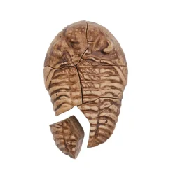 Magnetic Fossil 3D Puzzle Trilobite 6 Pieces