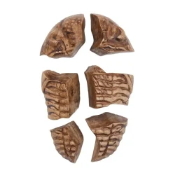 Magnetic Fossil 3D Puzzle Trilobite 6 Pieces