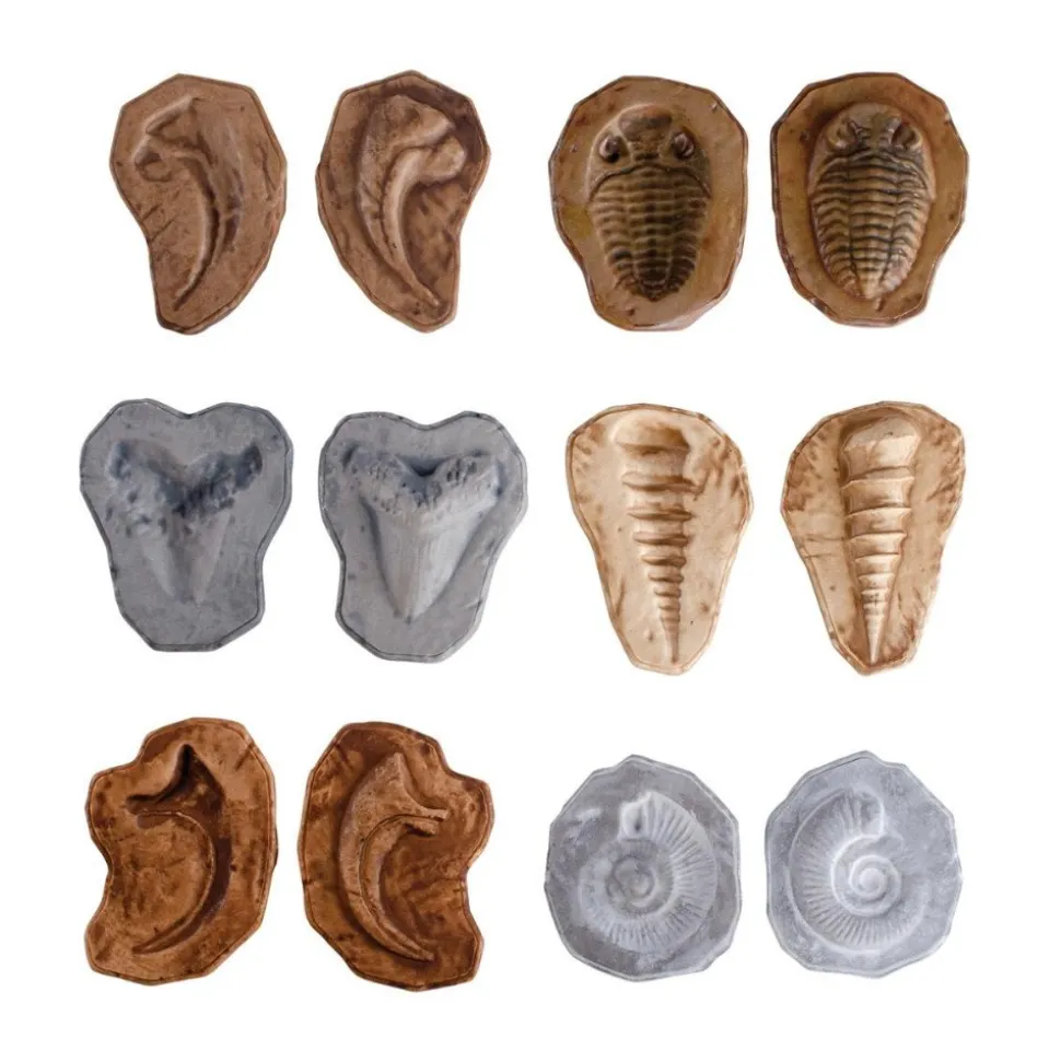 Magnetic Matching Fossil Stones 6 Early Science and Stem Fossils