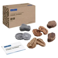 Magnetic Matching Fossil Stones 6 Early Science and Stem Fossils