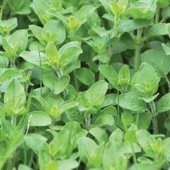 Oregano Seeds 3-Pack