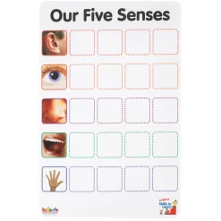 Our Five Senses Interactive Game
