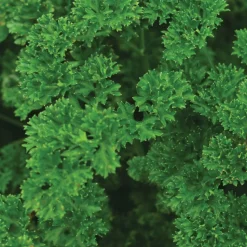 Parsley Seeds 3-Pack