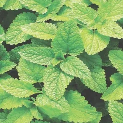 Sage Seeds 3-Pack