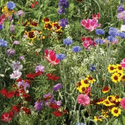 Seed Stones Bird & Butterfly Mix