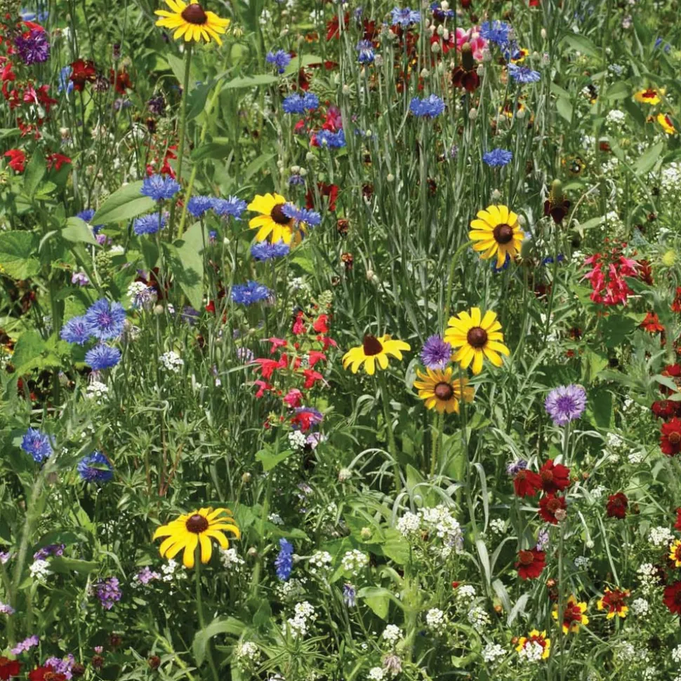 Seed Stones Bird & Butterfly Mix