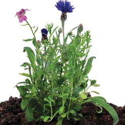Seed Stones Bird & Butterfly Mix