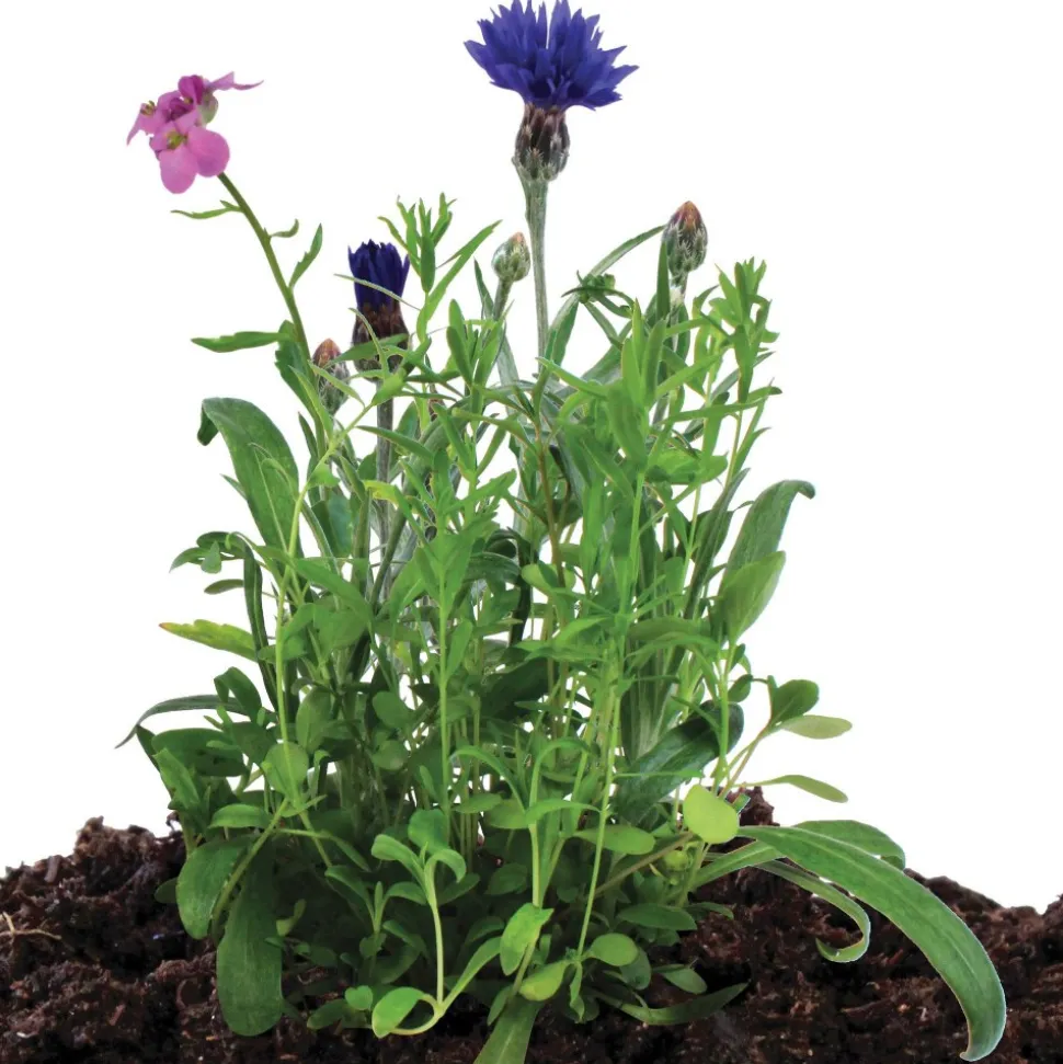 Seed Stones Bird & Butterfly Mix