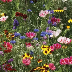 Seed Stones Bird & Butterfly Mix