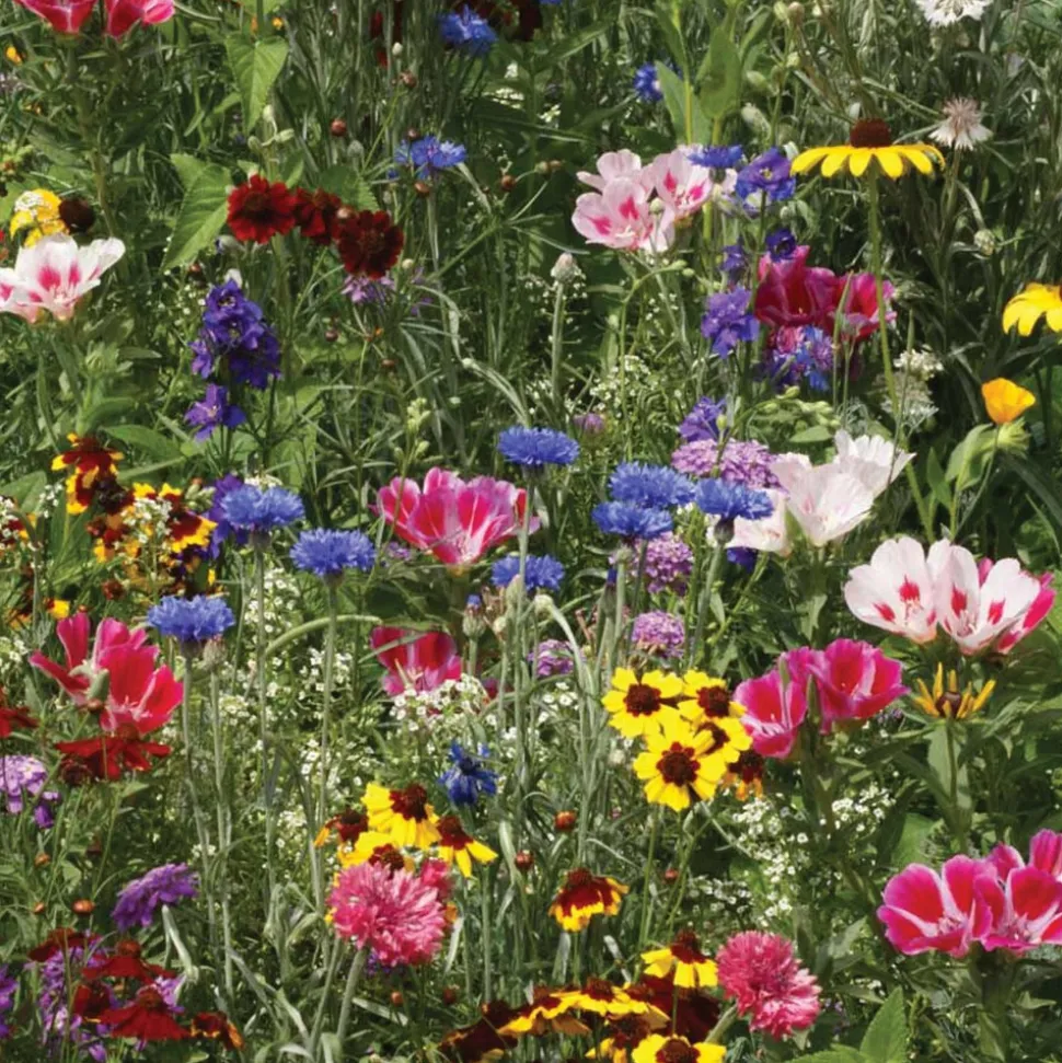 Seed Stones Bird & Butterfly Mix