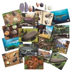 Sensory Prehistoric Teeth Stones and Activity Cards Set