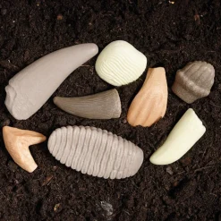 Sensory Prehistoric Teeth Stones and Activity Cards Set