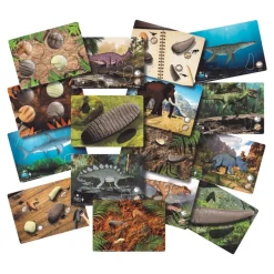 Sensory Prehistoric Teeth Stones and Activity Cards Set