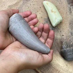 Sensory Prehistoric Teeth Stones and Activity Cards Set