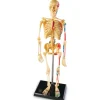 Skeleton Model