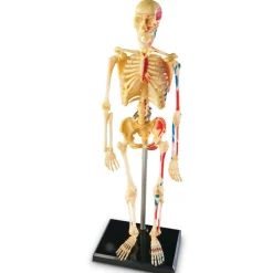 Skeleton Model