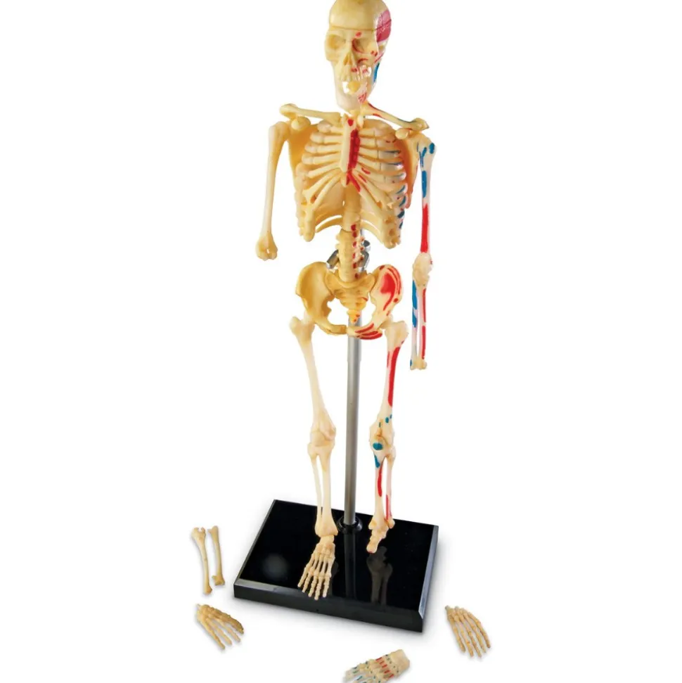 Skeleton Model