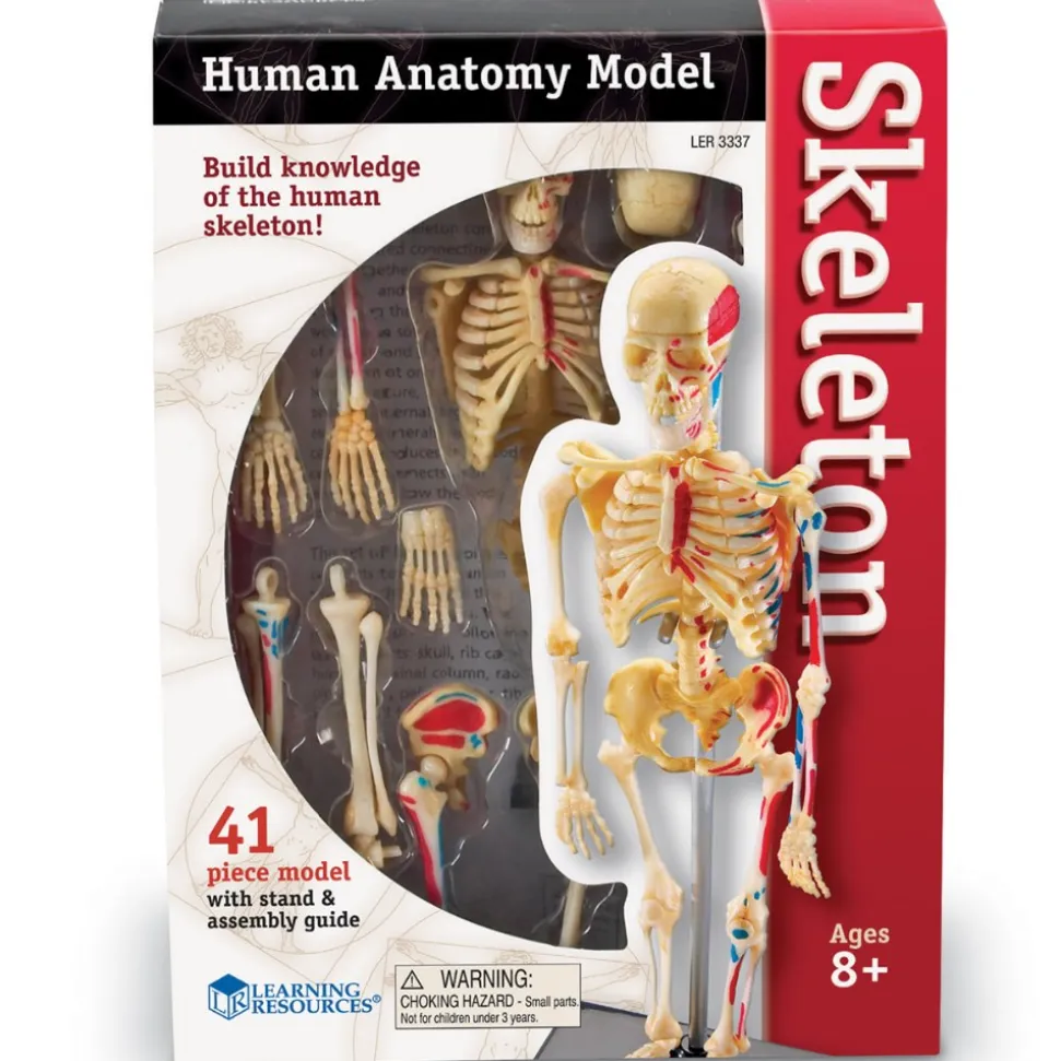 Skeleton Model