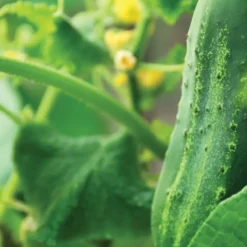 Slicing Cucumber Seeds 3-Pack