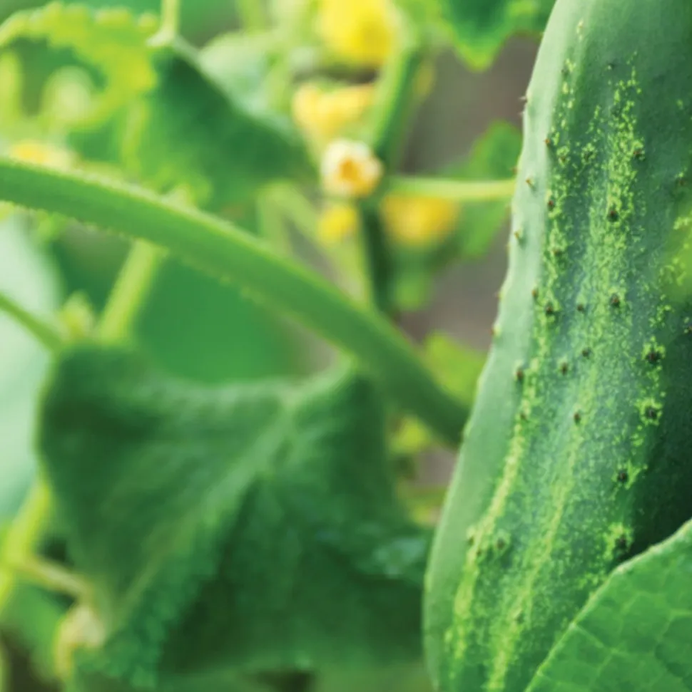Slicing Cucumber Seeds 3-Pack