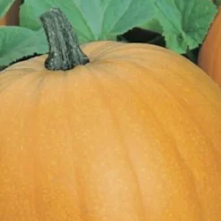 Small Sugar Pumpkin Seeds 3-Pack