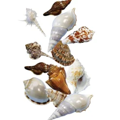 Sorting Shells