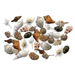 Sorting Shells