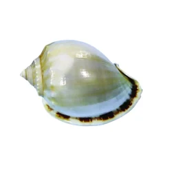 Sorting Shells