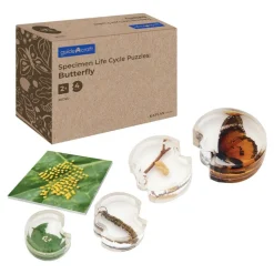 Specimen Life Cycle Puzzle Butterfly