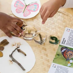 Specimen Life Cycle Puzzle Butterfly