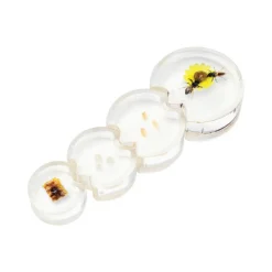 Specimen Life Cycle Puzzles Honey Bee