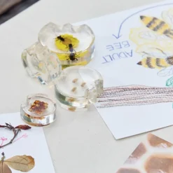Specimen Life Cycle Puzzles Honey Bee