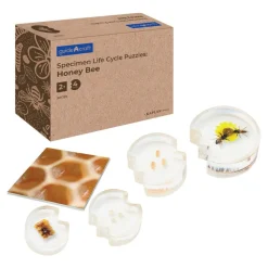 Specimen Life Cycle Puzzles Honey Bee