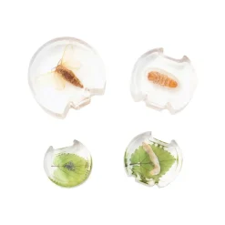 Specimen Life Cycle Puzzles Moth