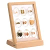 Specimen Stones: Fossils 9 Stones