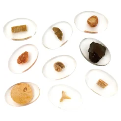 Specimen Stones: Fossils 9 Stones
