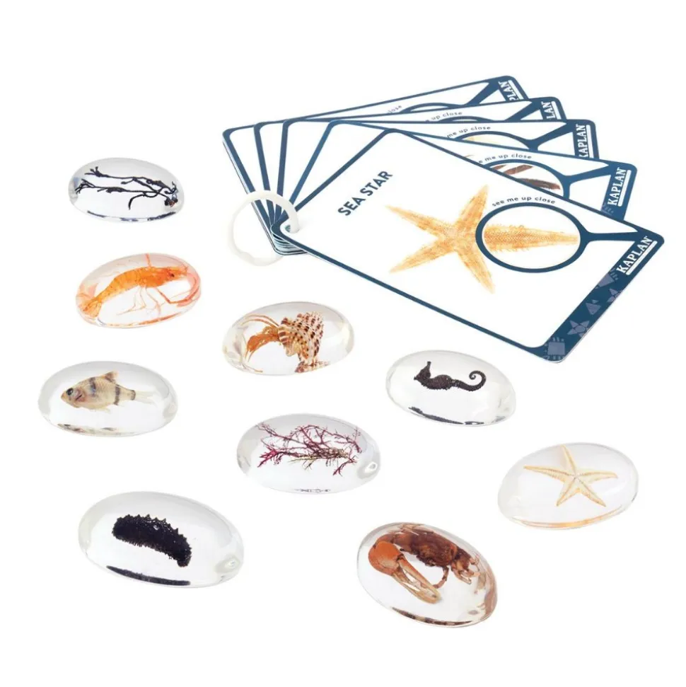 Specimen Stones: Sea Creatures 9 Stones