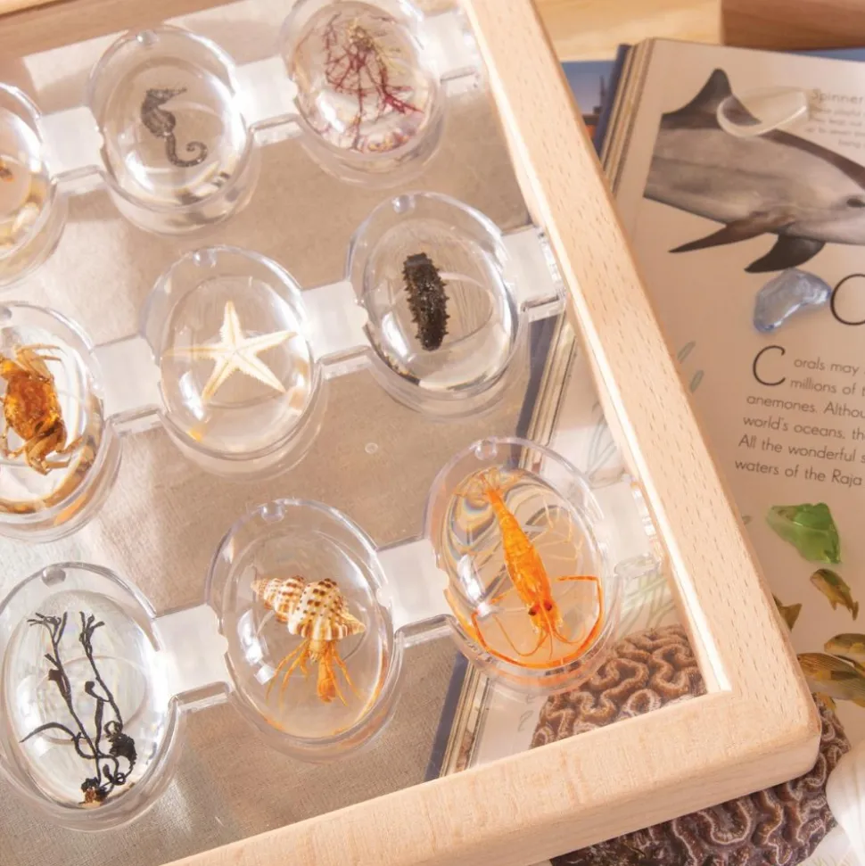 Specimen Stones: Sea Creatures 9 Stones