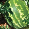 Sugar Baby Watermelon 3-Pack