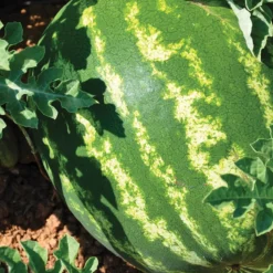 Sugar Baby Watermelon 3-Pack