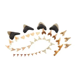 Super Shark Teeth Set 40 Pieces