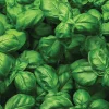 Sweet Basil Seeds 3-Pack