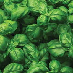 Sweet Basil Seeds 3-Pack