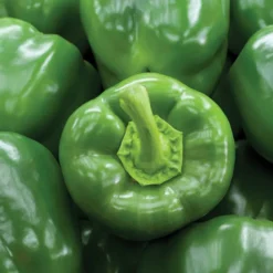 Sweet Bell Pepper Seeds 3-Pack