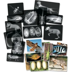 Transparent Animal X-Rays and Pictures